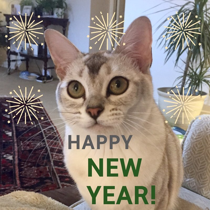 A white Burmilla cat with drawn firework sparkles around and text saying happy new year