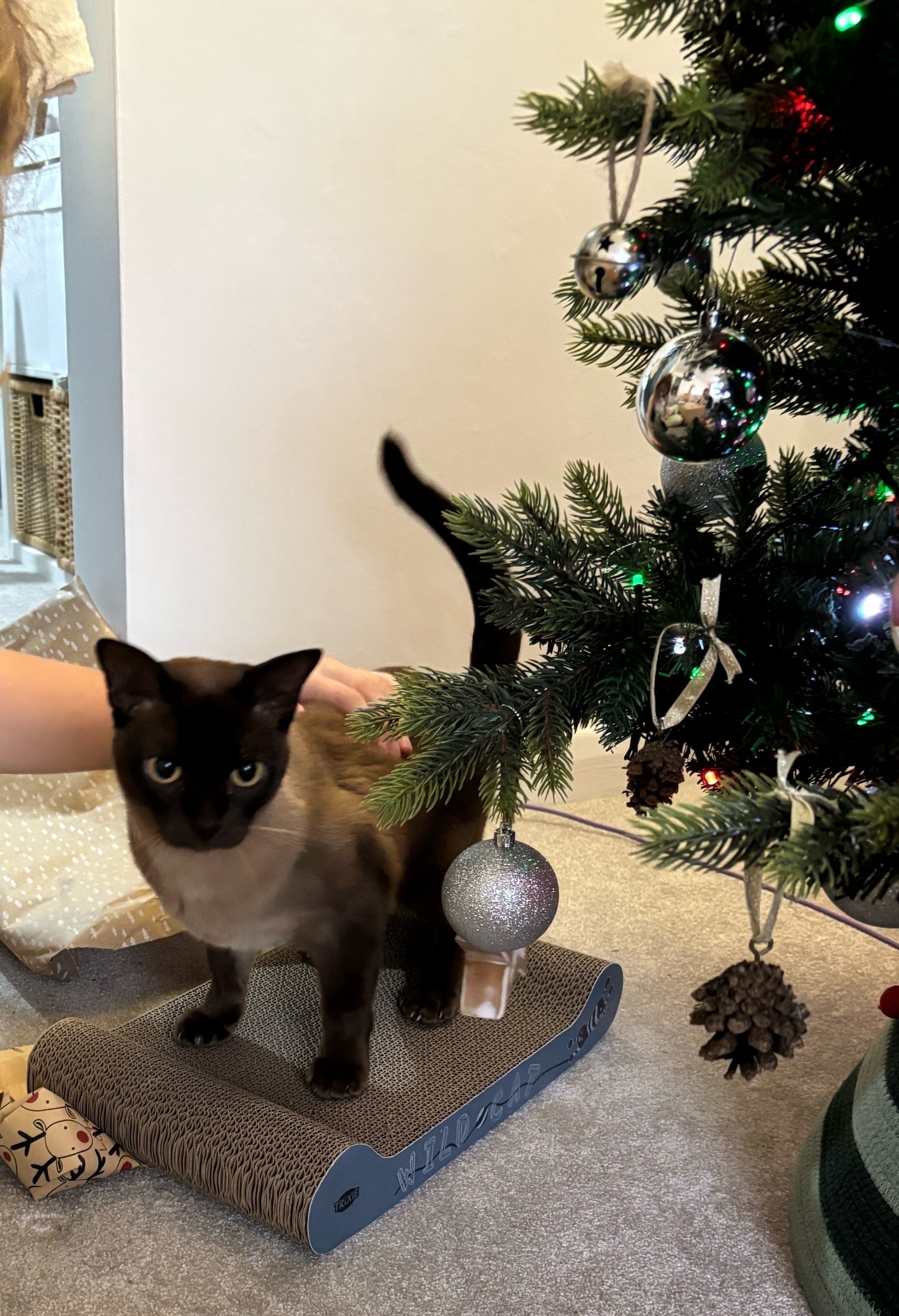 A cat stands on a scratching pad next to a decorated Christmas tree.