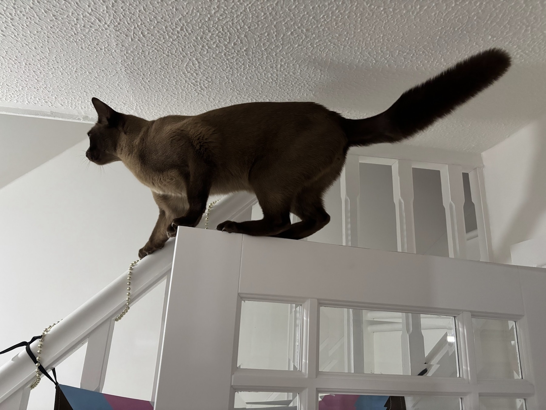 Burmese cat standing on top of open door. Thin body hair but bushy furry tail