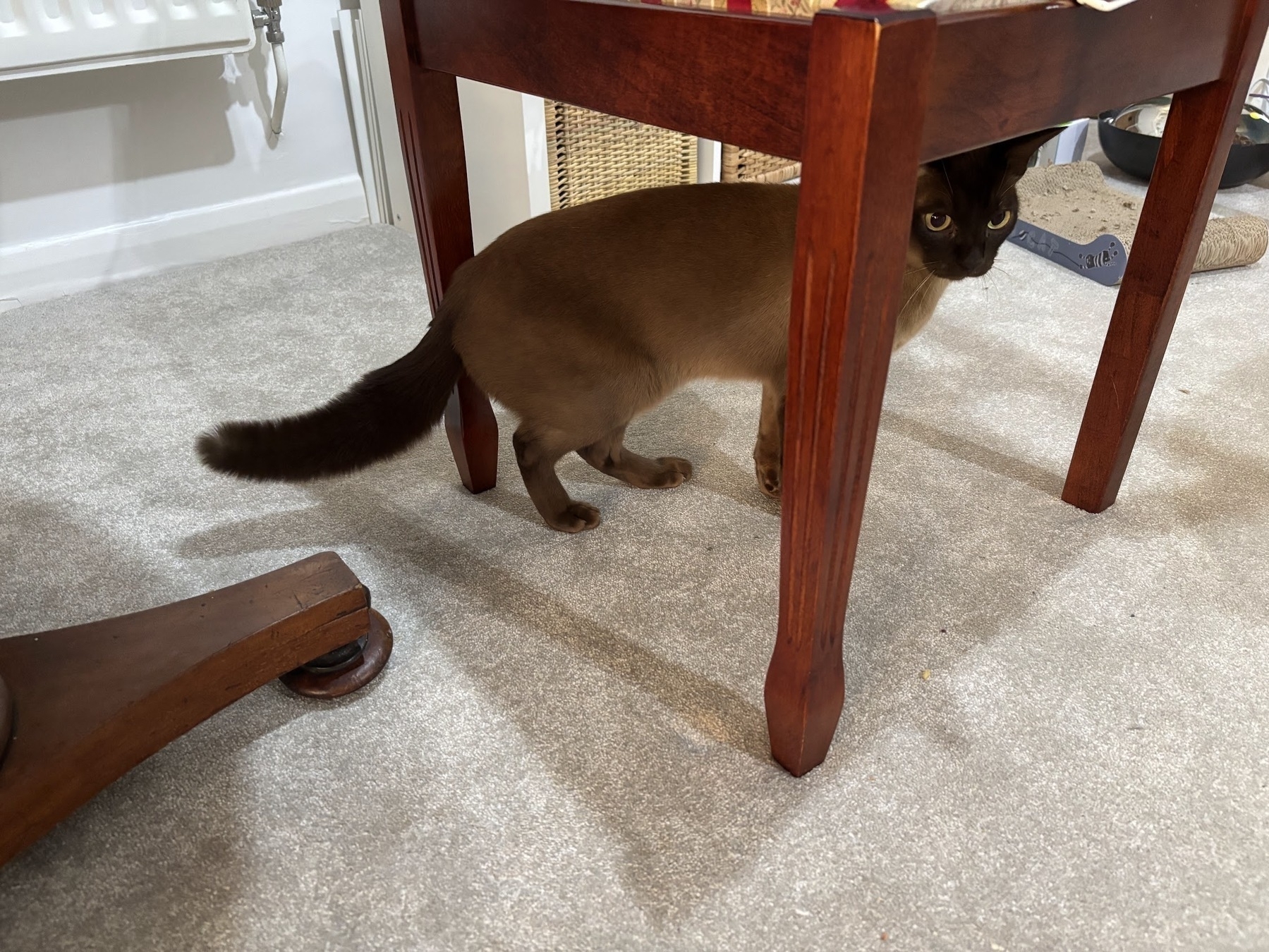 Same Burmese cat on ground underneath a chair, clearer here how their body is just a smooth bed of short fur but their tail is not