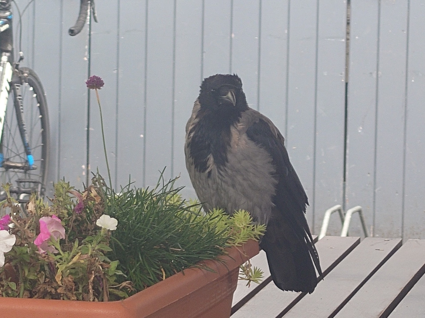 A bird is perched on the edge of a planter filled with flowers, with a bicycle in the background.