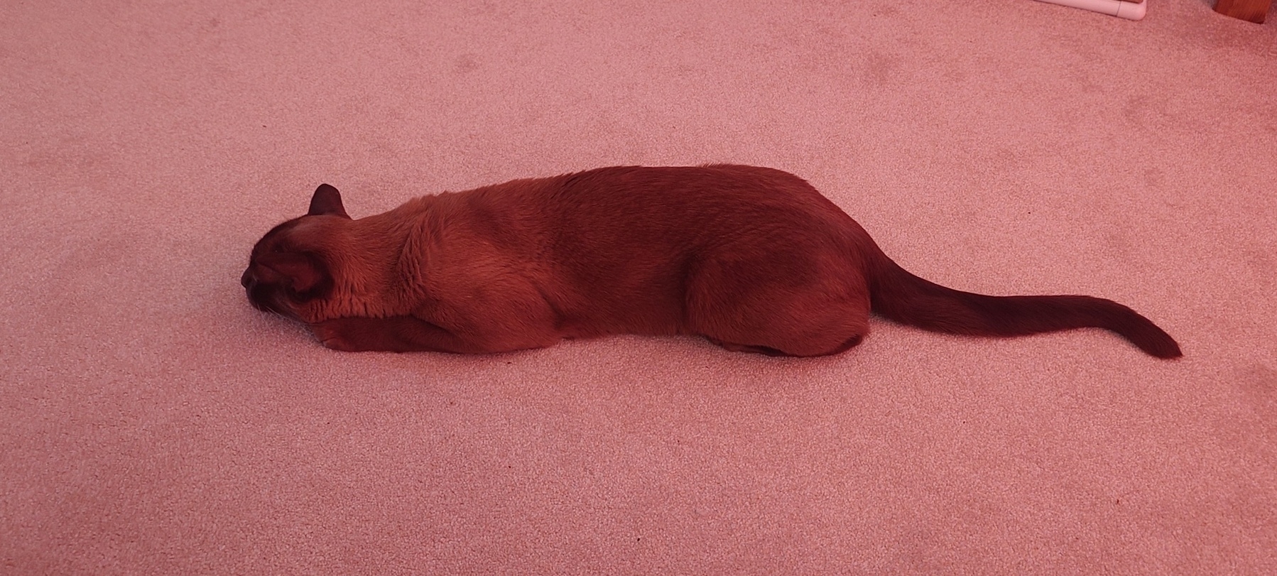 A brown Burmese cat is lying down on a light-colored carpet stretched out to look very long. 