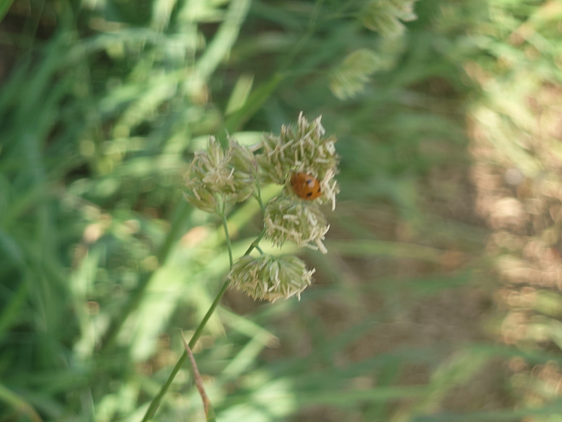 A ladybug rests on a cluster of grass-like plants with a blurred green background.