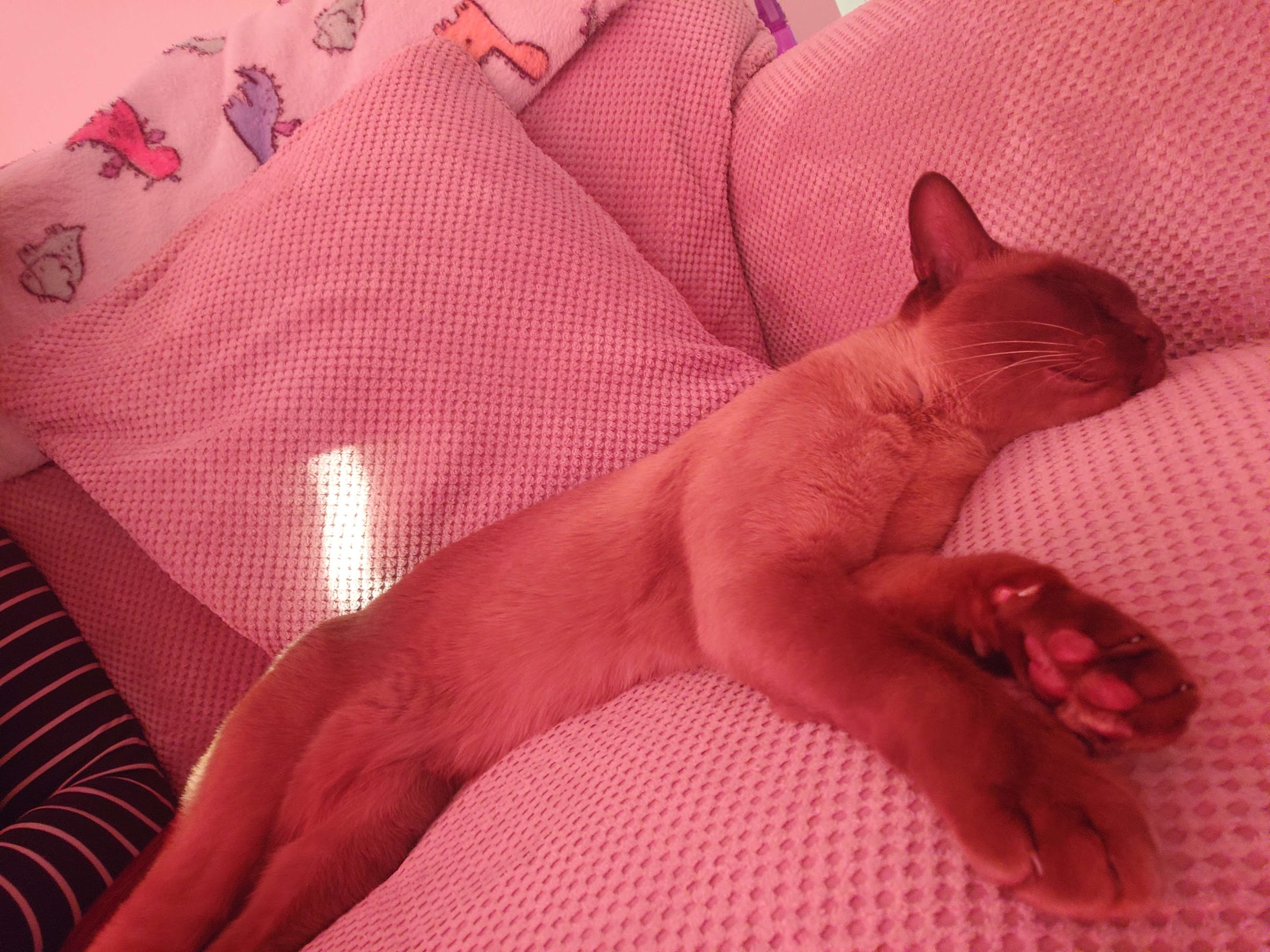 A brown burmese cat called Monty is lying down, with paws facing towards the camera so you can see their toe beans