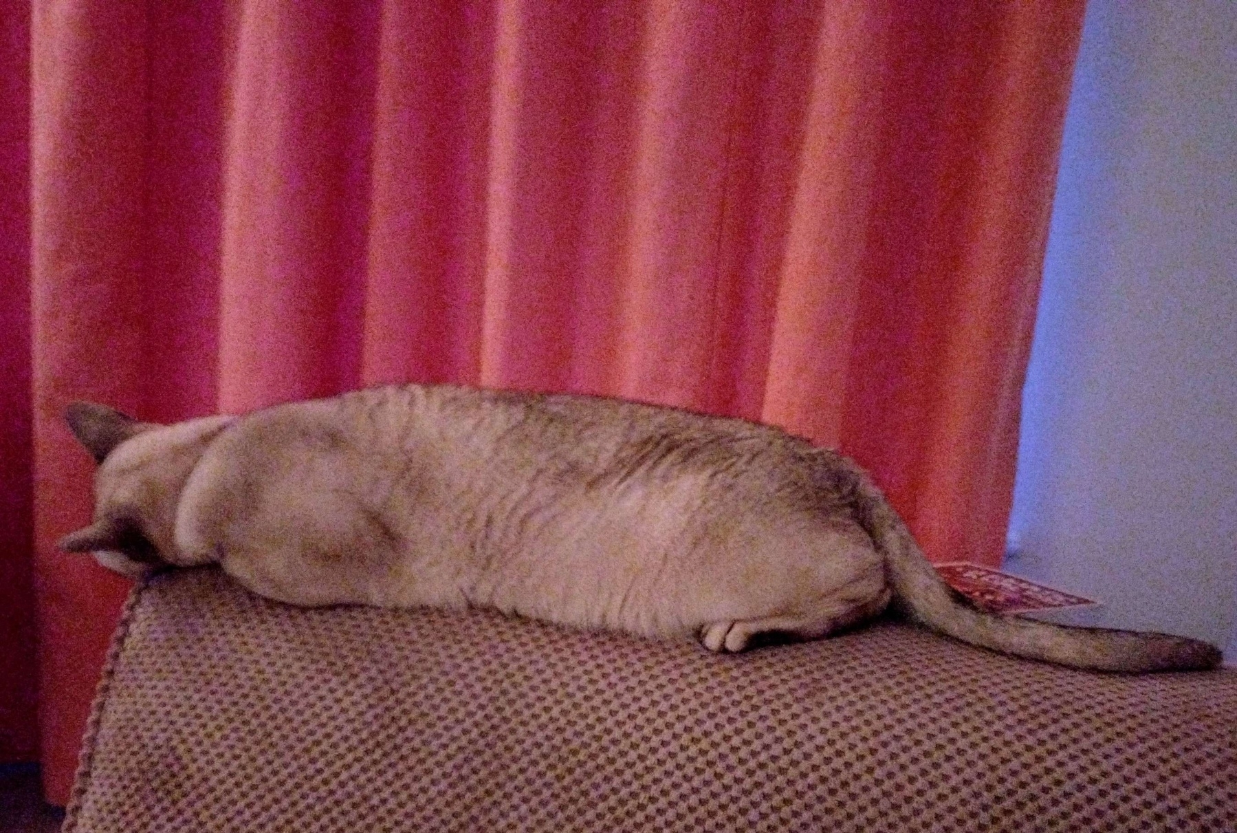 A white Burmilla cat is lying on a textured surface with its head down, in front of a pink curtain.
