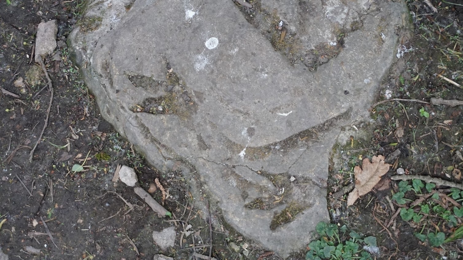 A rock with several dinosaur footprints embedded in it lies on the ground surrounded by dirt and small plants.