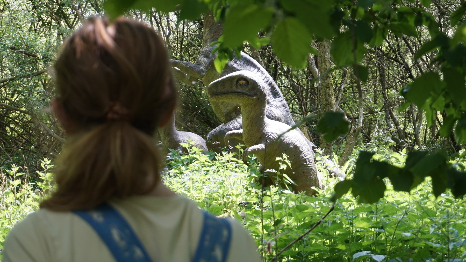 A photo of someone looking at some dinosaurs in a bush. The dinosaurs are very big and scary!