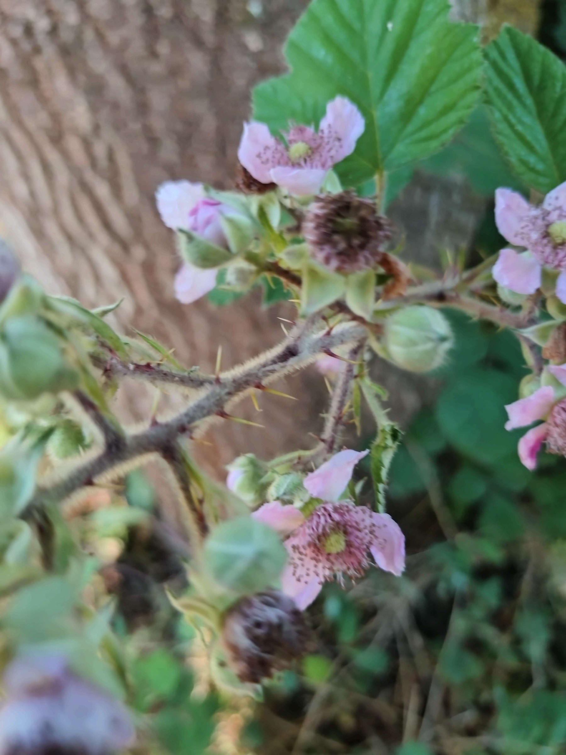 A branch with small pink flowers and green leaves is growing near a tree trunk.