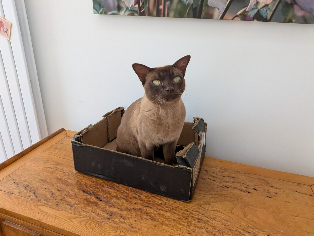 A brown cat is sitting inside a black cardboard box placed on a wooden surface.